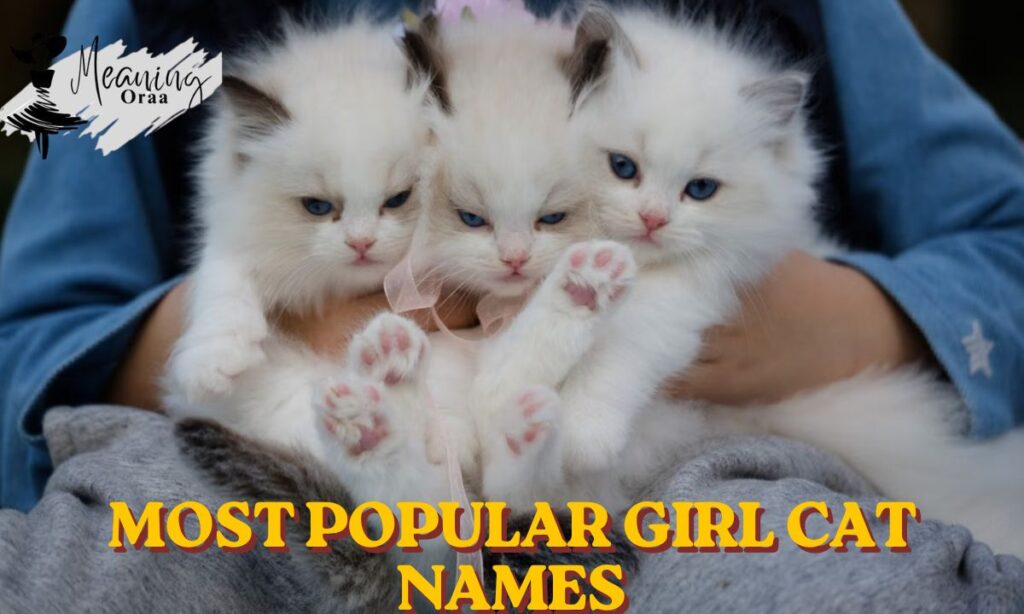 Most Popular Girl Cat Names