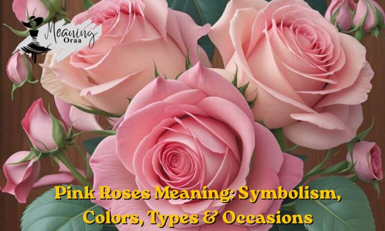 Pink Roses Meaning Symbolism, Colors, Types & Occasions
