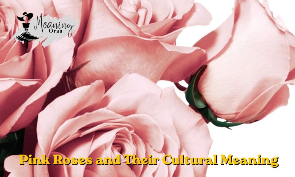 Pink Roses and Their Cultural Meaning