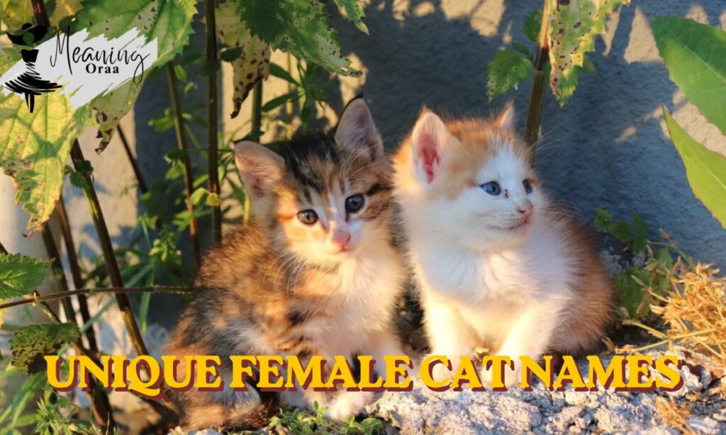 Unique Female Cat Names