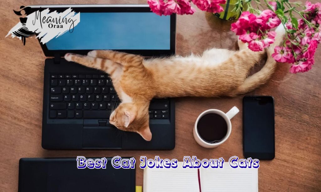 Best Cat Jokes About Cats