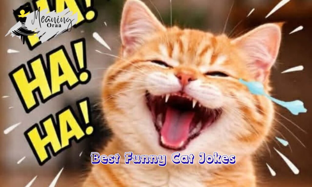 Best Funny Cat Jokes