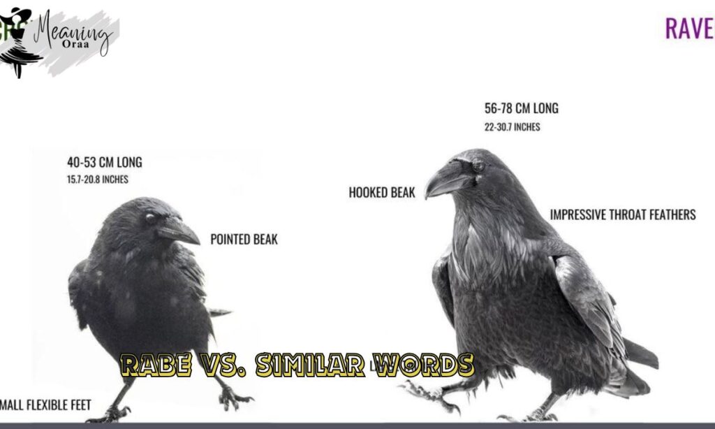 Rabe vs. Similar Words